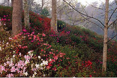 骰子构筑探险游戏《Astrea》上线试玩Demo 支持中文